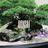 Bonsai