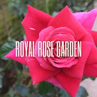 Royal Rose Garden