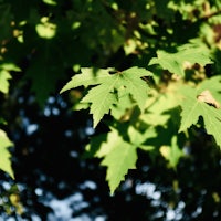 green maple leaves on a tree